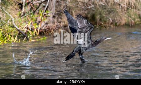 Der kleine schwarze Kormoran startet am Tuggerah Lake am Long Jetty, Central Coast, NSW, Australien Stockfoto