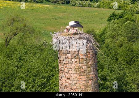 Ein Storch schlüpft seine Küken im Nest auf dem hohen alten Ziegelschornstein Stockfoto