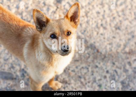 Ein kleiner rothaariger Hund schaut erwartungsvoll in die Kamera Stockfoto