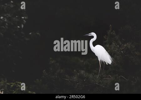 Vogelreiher auf einem Kiefernzweig und wunderschöne Schwarz-Weiß-Kontrastharmonie und wunderschöne ökologische Naturlandschaft Stockfoto
