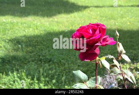 Wunderschöne Blume rot rosa grün hinterlässt einen wunderschönen Blick auf die Natur Makro Stockfoto