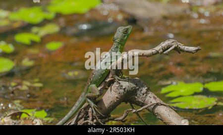 Weibliche grüne Basiliskenechse auf einer Baumwurzel in der Lagune Stockfoto