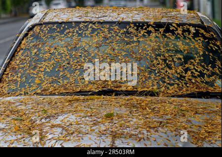 Ein Auto wurde von Herbstblättern bedeckt. Sie befinden sich überall auf der Windschutzscheibe und Motorhaube. Es ist eine tolle Tarnung, aber es wird einige Zeit dauern, bis es sauber ist. Stockfoto