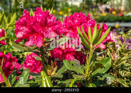 Roter Rhododendron-Präsident Roosevelt blüht an einem sonnigen Frühlingstag Stockfoto