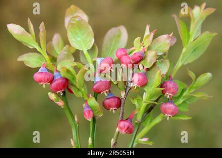 Blühende Heidelbeere Vaccinium myrtillus Stockfoto