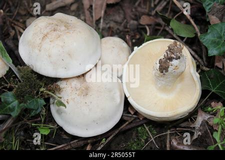 St. George's Mushroom - Calocybe gambosa Stockfoto