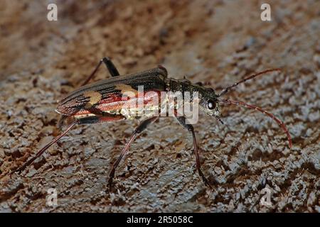 Zwei Rhagium bifasciatum Gebändert Longhorn Beetle Stockfoto