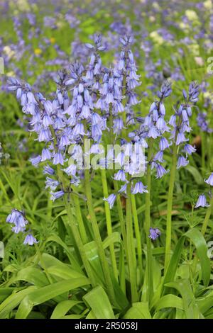 Spanisch Bluebell Hyacinthoides hispanica Stockfoto