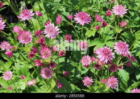 Großmastwort Astrantia Major Roma Stockfoto