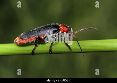 Soldat Käfer Cantharis rustica Stockfoto