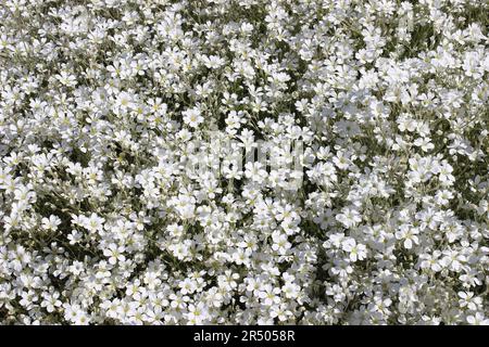 Schnee im Sommer Cerastium tomentosum Stockfoto