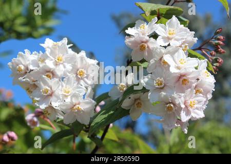 Geblümte Deutzia - Deutzia glomeruliflora Stockfoto