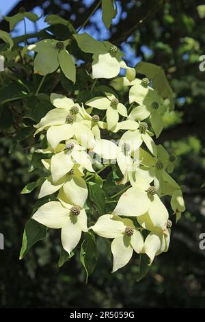 Japanischer Dogwood Cornus kousa „John Slocock“ Stockfoto