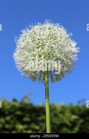 White Allium – Allium stipitatum „White Giant“ Stockfoto