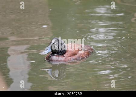 Während der Paarungszeit wird die Rechnung des Mannes hellblau, was der Ente ihren Namen gibt. : Blauschnabel-Enten sind Allesfresser. Stockfoto