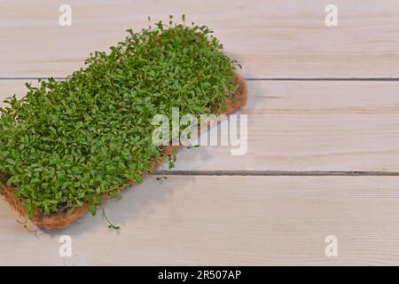 Microgreens Alfalfa von vor einer Woche auf hellem Hintergrund. Grüne Triebe, die zu Hause auf einem Leinenteppich wachsen. Stockfoto