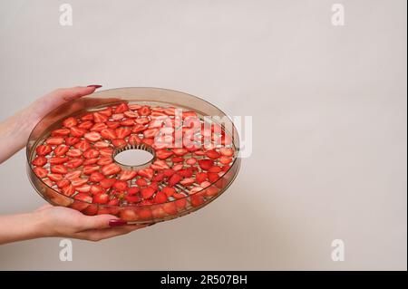 Dehydriertablett mit Erdbeeren in Frauenhänden. Stockfoto