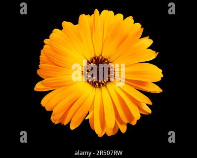 Draufsicht auf Makroorangenblume namens osteospermum Orange african Daisy, Calendula. Marigoldblume isoliert auf schwarzem Hintergrund Stockfoto