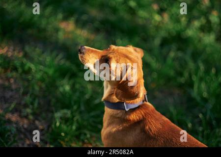 Wunderschöner Ingwerhund, der im Garten bei Sonnenuntergang sitzt und zur Seite blickt. Grünes Gras, SommerkonzeptFotos in hoher Qualität Stockfoto