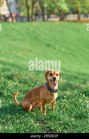 Wunderschöner Ingwerhund, der im Garten sitzt und den Sonnenuntergang betrachtet und in die Kamera schaut. Grünes Gras, SommerkonzeptFotos in hoher Qualität Stockfoto
