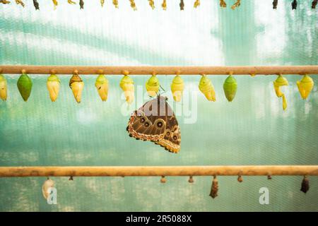 Schmetterlinge Chrysalis auf einem Zweig in der Schmetterlingsfarm im Botanischen Garten in Prag, Europa Stockfoto