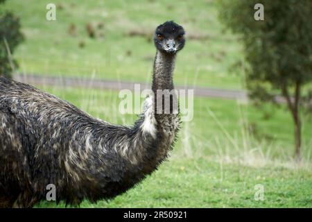 Eine Kopf-Hals-Aufnahme eines einzelnen wilden Emu, der direkt in die Kamera schaut Stockfoto