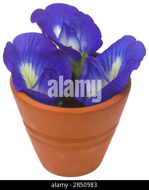 Clitoria ternatea oder blaue aparajita-Blume isoliert Stockfoto