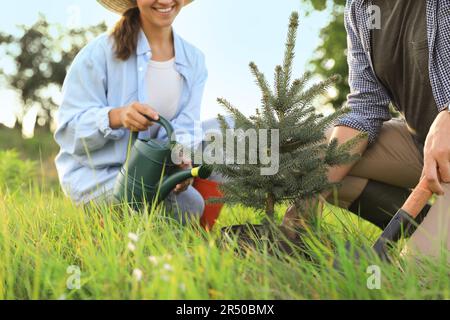 Ein paar Pflanzen Koniferenbäume auf der Wiese, Nahaufnahme Stockfoto