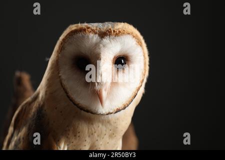 Schöne Scheuneneule auf schwarzem Hintergrund, Nahaufnahme Stockfoto