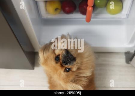 Süßer Pekingese-Hund, der Würstchen aus dem Kühlschrank in der Küche stiehlt, von oben Stockfoto