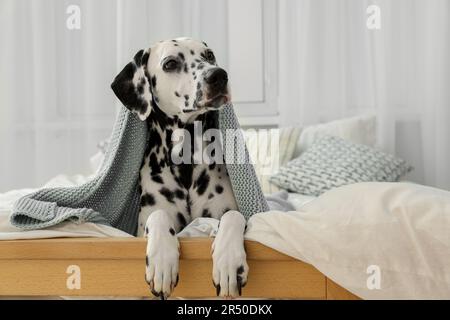 Ein entzückender dalmatinischer Hund, der in eine Decke auf einem Bett im Haus gewickelt ist Stockfoto