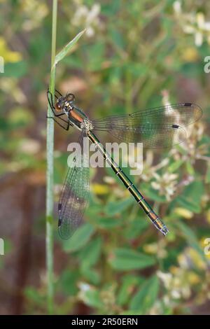 Glänzende Binsenjungfer, Weibchen, Lestes Dryas, Smaragdspreadwing, knappe Smaragddamselfliege, Robustes Streichholz, turlough-Streichholz, weiblich, le lest Stockfoto