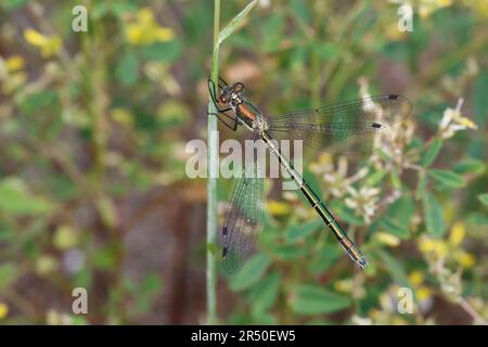 Glänzende Binsenjungfer, Weibchen, Lestes Dryas, Smaragdspreadwing, knappe Smaragddamselfliege, Robustes Streichholz, turlough-Streichholz, weiblich, le lest Stockfoto