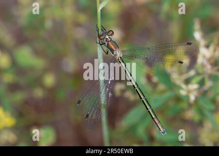 Glänzende Binsenjungfer, Weibchen, Lestes Dryas, Smaragdspreadwing, knappe Smaragddamselfliege, Robustes Streichholz, turlough-Streichholz, weiblich, le lest Stockfoto