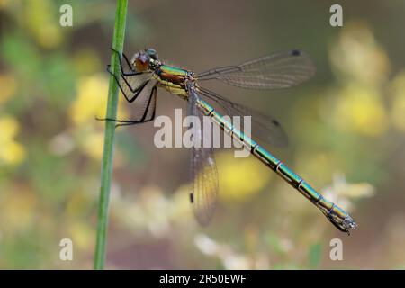 Glänzende Binsenjungfer, Weibchen, Lestes Dryas, Smaragdspreadwing, knappe Smaragddamselfliege, Robustes Streichholz, turlough-Streichholz, weiblich, le lest Stockfoto