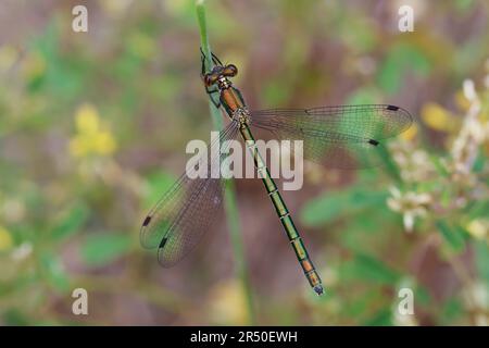 Glänzende Binsenjungfer, Weibchen, Lestes Dryas, Smaragdspreadwing, knappe Smaragddamselfliege, Robustes Streichholz, turlough-Streichholz, weiblich, le lest Stockfoto