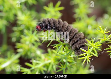 Weißfleck-Widderchen, Weißfleckwidderchen, Weissfleck-Widderchen, Weissfleck-Widderchen, Weißfleckenwidderchen, Ringelwidderchen, Ringel-Widderchen, R. Stockfoto