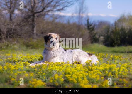 Großer Hund liegt in der Nähe von gelben Blumen, Frühling Stockfoto