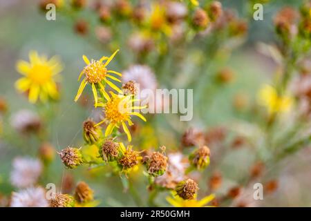 Ragwurz (Jacobaea vulgaris) Blütenköpfe und Blütenknospen mit Spinnennetz, Nahaufnahme von oben. Stockfoto