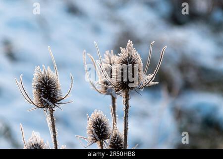 Teasels (Dipsacus fullonum) an einem verschneiten Wintertag in Cambridge, Großbritannien, mit Frost bedeckt. Stockfoto