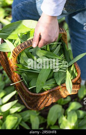 Frisch geernteter wilder Knoblauch in einem Korb Stockfoto