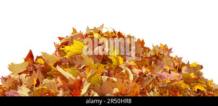 Herbstfarbene Blätter, isoliert auf weißem Hintergrund. Buntes Laub von Ahornblättern in der Herbstsaison. 3D Abbildung Stockfoto