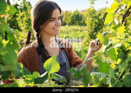 Junge Frau, die frische grüne Bohnen im Garten erntet Stockfoto