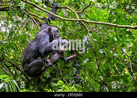 Mutter- und Babyschimpansen, Pan-Troglodyten, schaukeln im tropischen Regenwald des Kibale-Nationalparks, Uganda, und ernähren sich von den Früchten. Stockfoto