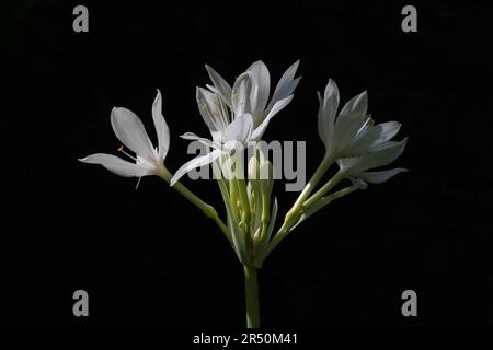 Aus nächster Nähe sehen Sie die hellen weißen Blüten der Proiphys amboinensis alias Cardwell Lily oder nördliche Weihnachtslilie isoliert im Freien auf schwarzem Hintergrund Stockfoto