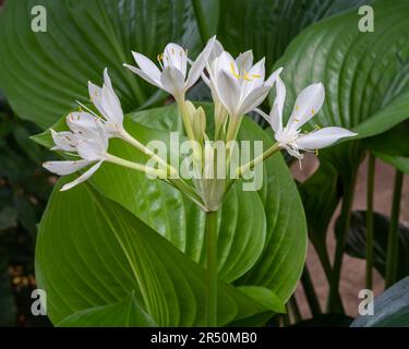 Blick aus der Nähe auf die hellen weißen Blüten der Proiphys amboinensis alias Cardwell Lily oder nördliche Weihnachtslilie isoliert im Freien auf grünem Laubhintergrund Stockfoto