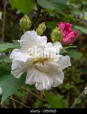 Nahaufnahme der weißen Hibiskus mutabilis Blume alias Confederate Rose oder Dixie Rosemallow mit Knospen und rosa Welk Blume isoliert im tropischen Garten Stockfoto