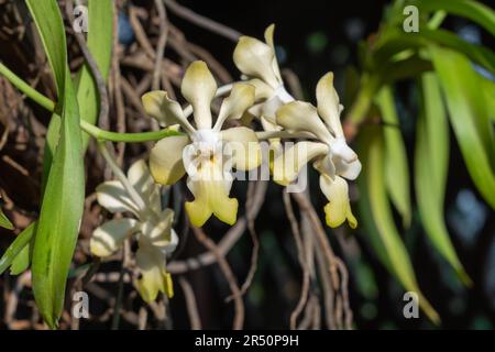 Nahaufnahme der im tropischen Garten blühenden epiphytischen Orchideenarten Vanda denisoniana gelb und weiß Stockfoto