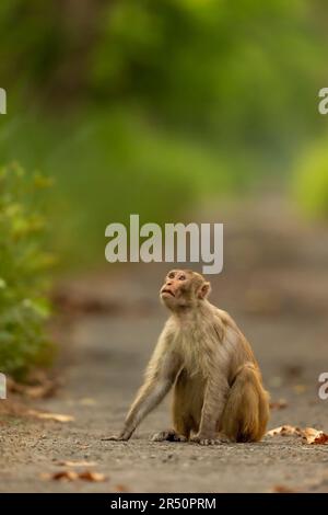 Rhesus Macaque oder Macaca mulatta-Affe mit Blick auf den Himmel und Blockierung der Straße oder des Gleises bei der chuka Ökotourismus-Safari oder dem pilibhit-Nationalpark Stockfoto