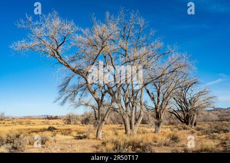 Die Azteken sind die Ruinen des Nationaldenkmals im Nordwesten von New Mexico Stockfoto